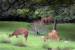 Bronx Zoo’s Iconic African Plains Exhibit Turns 75